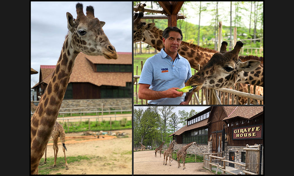 Our Biggest Client is Also Our Favorite Client. Meet Kamau, a 4-Year Old Giraffe